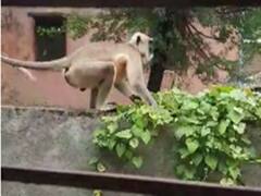 Photo: औरंगाबादच्या जरंडी गावात पिसाळलेल्या वानराचा धुमाकूळ, शाळकरी मुलांवरील हल्ल्याने दहशत