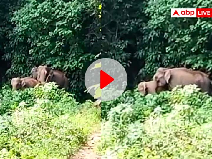 Elephant mother giving blessings and regards to Tamil Nadu Forest Officers after reunited with baby elephant viral video on social media जब हाथी की मां ने किया वन अधिकारियों का शुक्रिया, Video में देखिए कैसे