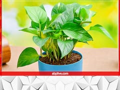 Vastu Tips For Money Plant: मनी प्लांट लगाते समय न करें ये गलतियां, फायदे की जगह हो जाएगा नुकसान