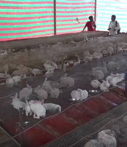 सशांचा उपयोग हा घरी पाळण्यासाठी, खाण्यासाठी आणि प्रयोगशाळेत केला जातो
