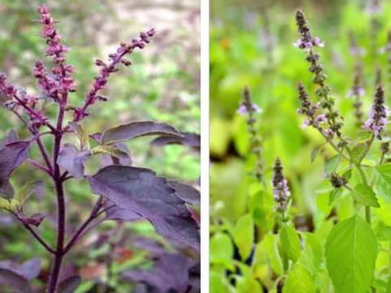 Tulsi Rules : कृष्ण तुळशीची पाने गडद हिरव्या किंवा जांभळ्या रंगाची असतात. तर, राम तुळशीच्या पानांचा रंग हिरवा असतो.