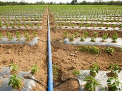 अब खेती में पानी और पैसा दोनों बचेगा, मल्चिंग के साथ ड्रिप सिंचाई करने पर 50% अनुदान देगी सरकार