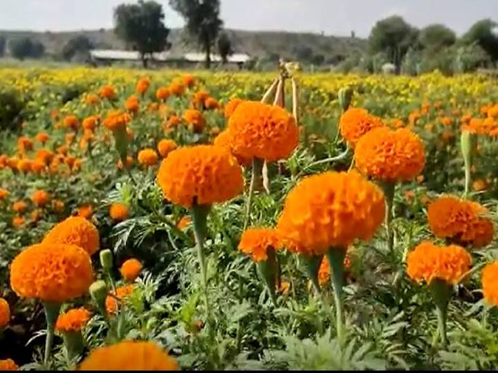 Navratri festival News Farmers of Nandurbar district produce flowers   Flower Farmers : नंदूरबारमधील शेतकऱ्यांचे मळे फुलांनी फुलले, नवरात्र उत्सवासाठी फुलांना मोठी मागणी