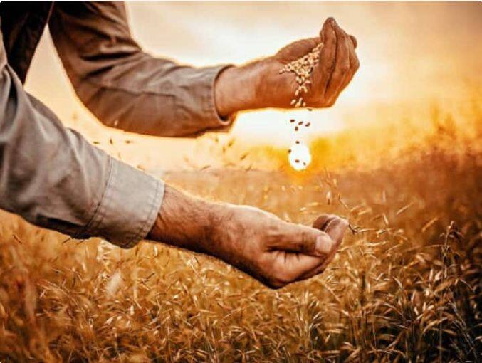 WH 1105 ਕਣਕ ਦੀ ਅਗੇਤੀ ਬਿਜਾਈ ਲਈ ਸਭ ਤੋਂ ਪ੍ਰਸਿੱਧ ਕਿਸਮ, WH 1105 ਬਿਜਾਈ ਤੋਂ 157 ਦਿਨਾਂ ਦੇ ਅੰਦਰ 20 ਤੋਂ 24 ਕੁਇੰਟਲ ਪ੍ਰਤੀ ਏਕੜ ਤੱਕ ਝਾੜ ਦੇ ਸਕਦੀ ਹੈ। ਕਣਕ ਦੀ ਇਸ ਕਿਸਮ ਦੇ ਬੂਟੇ ਦੀ ਲੰਬਾਈ ਵੀ ਸਿਰਫ 97 ਸੈਂਟੀਮੀਟਰ ਹੈ ਅਤੇ ਘੱਟ ਉੱਚੀ ਹੋਣ ਕਾਰਨ ਇਸ ਕਿਸਮ ਦੇ ਤੂਫਾਨ ਅਤੇ ਤੇਜ਼ ਹਵਾਵਾਂ ਕਾਰਨ ਨੁਕਸਾਨ ਹੋਣ ਦੀ ਸੰਭਾਵਨਾ ਘੱਟ ਹੈ। WH 1105 ਕਿਸਮ ਵੀ ਪੀਲੀ ਕੁੰਗੀ ਦੀ ਬਿਮਾਰੀ ਦੇ ਵਿਰੁੱਧ ਢਾਲ ਵਜੋਂ ਕੰਮ ਕਰਦੀ ਹੈ। ਹਰਿਆਣਾ, ਪੰਜਾਬ, ਰਾਜਸਥਾਨ, ਉੱਤਰ ਪ੍ਰਦੇਸ਼, ਮੱਧ ਪ੍ਰਦੇਸ਼ ਅਤੇ ਬਿਹਾਰ ਦੇ ਕਿਸਾਨ ਵੀ ਜ਼ਿਆਦਾਤਰ WH 1105 ਕਿਸਮ ਦੇ ਬੀਜ ਨਾਲ ਬੀਜਦੇ ਹਨ।