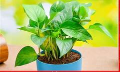 Vastu Tips For Money Plant: મની પ્લાન્ટ લગાવતી વખતે ન કરો આ ભૂલો, લાભને બદલે થશે નુકસાન