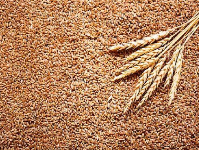 ਐਚਡੀ 3086 (HD 3086) ਐਚਡੀ 3086 ਕਿਸਮ ਵੀ ਕਣਕ ਦੀਆਂ ਸੁਧਰੀਆਂ ਕਿਸਮਾਂ ਵਿੱਚੋਂ ਇੱਕ ਹੈ, ਜਿਸ ਦੀ ਕਾਸ਼ਤ ਕਰਨ 'ਤੇ ਸੱਤ ਰੁੱਤਾਂ ਦੀ ਅਨਿਸ਼ਚਿਤਤਾ ਕਾਰਨ ਹੋਣ ਵਾਲੀਆਂ ਬਿਮਾਰੀਆਂ ਤੋਂ ਬਚਿਆ ਜਾ ਸਕਦਾ ਹੈ। ਦੱਸ ਦੇਈਏ ਕਿ ਇਸ ਕਿਸਮ ਨਾਲ ਬਿਜਾਈ ਕਰਨ ਨਾਲ ਫ਼ਸਲ ਗਰਮ ਹਵਾਵਾਂ ਤੋਂ ਬਚ ਜਾਂਦੀ ਹੈ ਅਤੇ ਕਣਕ ਦੀਆਂ ਮੁੰਦਰੀਆਂ ਵੀ ਬਿਮਾਰੀਆਂ ਤੋਂ ਮੁਕਤ ਹੁੰਦੀਆਂ ਹਨ। ਇਸ ਕਿਸਮ ਦੇ ਬੀਜ ਤੋਂ 156 ਦਿਨਾਂ ਬਾਅਦ ਲਗਭਗ 23 ਕੁਇੰਟਲ ਪ੍ਰਤੀ ਏਕੜ ਝਾੜ ਪ੍ਰਾਪਤ ਕੀਤਾ ਜਾ ਸਕਦਾ ਹੈ। ਇਸ ਦੀ ਬਿਜਾਈ ਲਈ, ਲਗਭਗ 55 ਤੋਂ 60 ਕਿਲੋ ਪ੍ਰਤੀ ਏਕੜ ਦੇ ਹਿਸਾਬ ਨਾਲ ਬੀਜ ਦੀ ਲੋੜ ਹੁੰਦੀ ਹੈ, ਜੋ ਕਿ ਪੀਲੀ ਕੁੰਗੀ ਤੋਂ ਬਚਾਅ ਨੂੰ ਘਟਾਉਂਦੇ ਹਨ। ਹਰਿਆਣਾ, ਪੰਜਾਬ, ਰਾਜਸਥਾਨ, ਮੱਧ ਪ੍ਰਦੇਸ਼ ਸਣੇ ਹੋਰ ਸੂਬਿਆਂ ਦੇ ਕਿਸਾਨ ਇਸ ਕਿਸਮ ਨਾਲ ਖੇਤੀ ਕਰ ਸਕਦੇ ਹਨ ਅਤੇ ਘੱਟ ਲਾਗਤ 'ਤੇ ਵਧੀਆ ਉਤਪਾਦਨ ਪ੍ਰਾਪਤ ਕਰ ਸਕਦੇ ਹਨ।