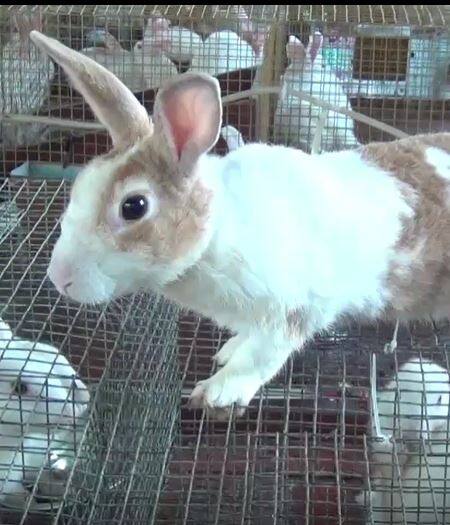 इंजिनिअरची नोकरी सोडून तरुण करतोय ससे पालन