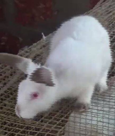 इंजिनीअरची नोकरी सोडून तरुण करतोय ससे पालन, महिन्याला मिळतोय 90 हजारांचा नफा