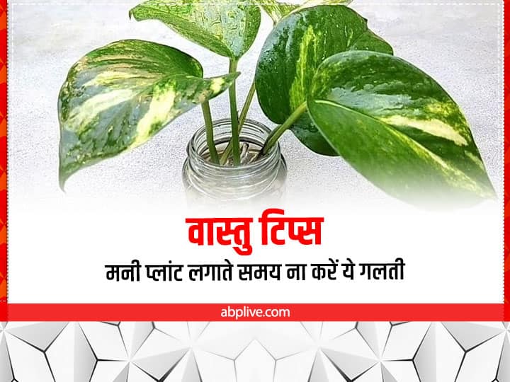 Money Plant Tips: मनी प्लांट का पौधा लगाने से घर में सुख-समृद्धि आती है. वास्तु शास्त्र में मनी प्लांट को रखने के कुछ खास नियम बताए गए हैं जिनका पालन करना जरूरी माना जाता है.