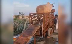 Watch: ਜਦੋਂ ਗਾਂ ਚਲਦੀ ਹੈ ਤਾਂ ਨਿਕਲਦਾ ਹੈ ਪਾਣੀ, ਇਹ ਹੈ ਪਿੰਡ ਦੀ ਖੋਜ, IAS ਨੇ ਸ਼ੇਅਰ ਕੀਤੀ ਇਹ ਵੀਡੀਓ