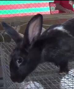 Photo : इंजिनीअरची नोकरी सोडून तरुण करतोय ससे पालन