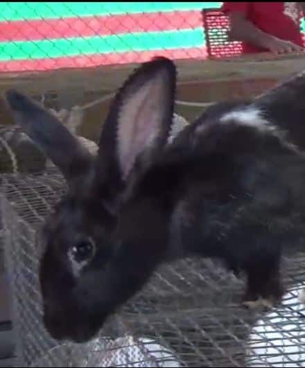 इंजिनीअरची नोकरी सोडून तरुण करतोय ससे पालन