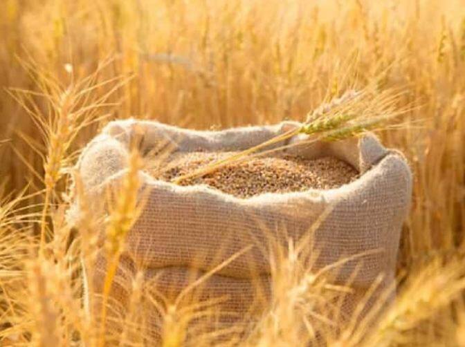 Wheat Cultivation: ਕਣਕ ਇੱਕ ਅਜਿਹੀ ਖੁਰਾਕੀ ਫਸਲ ਹੈ, ਜੋ ਭਾਰਤ ਦੇ ਨਾਲ-ਨਾਲ ਦੁਨੀਆ ਭਰ ਵਿੱਚ ਭੋਜਨ ਦੀ ਪੂਰਤੀ ਕਰਦੀ ਹੈ। ਭਾਰਤ ਨੂੰ ਕਣਕ ਦਾ ਪ੍ਰਮੁੱਖ ਉਤਪਾਦਕ ਕਿਹਾ ਜਾਂਦਾ ਹੈ। ਕਣਕ ਦੀ ਕਾਸ਼ਤ ਦੇ ਨਾਲ-ਨਾਲ ਇੱਥੇ ਕਣਕ ਦੀ ਬਰਾਮਦ ਵੀ ਕੀਤੀ ਜਾਂਦੀ ਹੈ। ਇਹੀ ਕਾਰਨ ਹੈ ਕਿ ਕਿਸਾਨਾਂ ਨੂੰ ਇਸ ਦੀ ਪੈਦਾਵਾਰ ਵਧਾਉਣ ਲਈ ਅਗੇਤੀ ਖੇਤੀ ਕਰਨ ਦੀ ਸਲਾਹ ਦਿੱਤੀ ਜਾਂਦੀ ਹੈ। ਕਈ ਖੋਜਾਂ ਵਿੱਚ ਇਹ ਗੱਲ ਸਾਹਮਣੇ ਆਈ ਹੈ ਕਿ ਮੌਸਮੀ ਤਬਦੀਲੀ ਦੇ ਮਾੜੇ ਪ੍ਰਭਾਵਾਂ ਤੋਂ ਬਚਣ ਲਈ ਕਣਕ ਦੀ ਖੇਤੀ ਇੱਕ ਸਹਾਇਕ ਬਦਲ ਸਾਬਤ ਹੋ ਸਕਦੀ ਹੈ। ਕਈ ਕਿਸਾਨ ਸਤੰਬਰ ਦੇ ਅੰਤ ਤੱਕ ਕਣਕ ਦੀ ਅਗੇਤੀ ਬਿਜਾਈ ਦਾ ਕੰਮ ਸ਼ੁਰੂ ਕਰ ਦਿੰਦੇ ਹਨ। ਇਸ ਦੌਰਾਨ ਚੰਗੀ ਕੁਆਲਿਟੀ ਦੀਆਂ ਸੁਧਰੀਆਂ ਕਿਸਮਾਂ ਦੀ ਚੋਣ ਕਰਨੀ ਚਾਹੀਦੀ ਹੈ, ਤਾਂ ਜੋ ਕਣਕ ਦਾ ਵੱਧ ਝਾੜ ਲਿਆ ਜਾ ਸਕੇ।