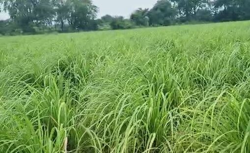 Nandurbar  Agriculture News :  पारंपारिक शेतीला फाटा देत 'गवती चहा'ची शेती, 250 एकरवर यशस्वी प्रयोग 