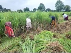 पारंपारिक शेतीला फाटा देत 'गवती चहा'ची शेती, 250 एकरवर यशस्वी प्रयोग 