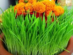 Shardiya Navratri 2022: नवरात्रि में जौ बोने का महत्व और जानें इसके शुभ-अशुभ संकेत