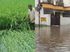 Pilibhit Rain: पीलीभीत में लगातार बारिश से बढ़ा नदियों का जलस्तर, फसलें बर्बाद होने से किसान परेशान