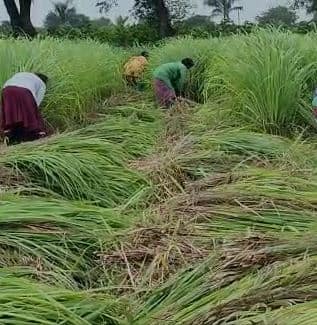 नंदूरबार जिल्ह्यात 'गवती चहा'ची यशस्वी शेती