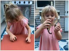 मेंढक के परिवार को मिलाती दिखी छोटी बच्ची, बहादुरी के कायल हुए यूजर्स