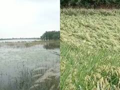 बारिश के बाद किसानों की फसल डूबी, कृषि अधिकारी ने कहा- फसल बीमा कराने वाले किसान को मिलेगा मुआवजा