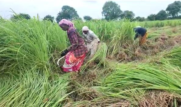 Nandurbar  Agriculture News :  पारंपारिक शेतीला फाटा देत 'गवती चहा'ची शेती, 250 एकरवर यशस्वी प्रयोग 