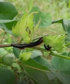 Photo : यवतमाळ जिल्ह्यात पिकांवर वाणू अळीचं संकट