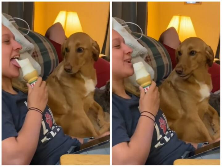 Pet dog tempted to see mistress eating ice cream in Funny Viral Video Video: मालकिन को आइसक्रीम खाते देख कुत्ते ने ललपाई जीभ, वीडियो देख निकल पड़ेगी हंसी