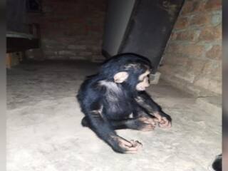 Chimpanzees Kidnapped : சிம்பன்சி குரங்குகள் கடத்தல்..! பணம் கேட்டு மிரட்டிய கடத்தல்காரர்கள்..! எங்கு நடந்தது இந்த விநோதம்..?