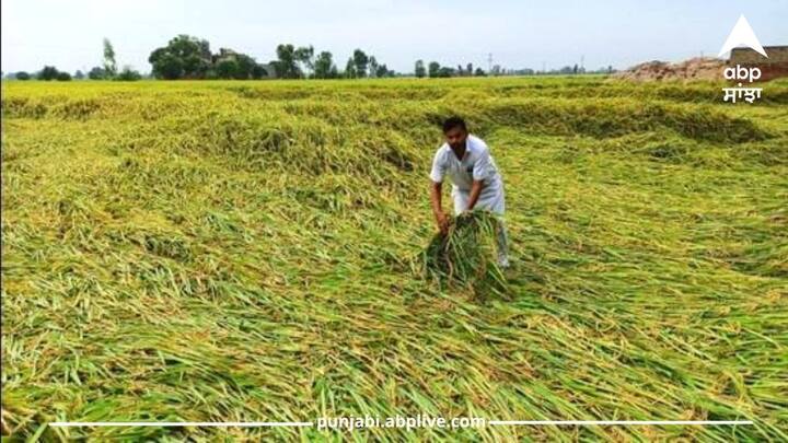 heavy rain destroy crops in punjab Rain in Punjab: ਬੇਮੌਸਮੇ ਮੀਂਹ ਨੇ ਪੰਜਾਬ 'ਚ ਮਚਾਇਆ ਕਹਿਰ, ਝਾੜ 'ਤੇ ਅਸਰ ਪੈਣ ਦਾ ਡਰ