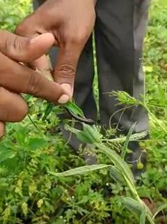 Photo : यवतमाळ जिल्ह्यात पिकांवर वाणू अळीचं संकट