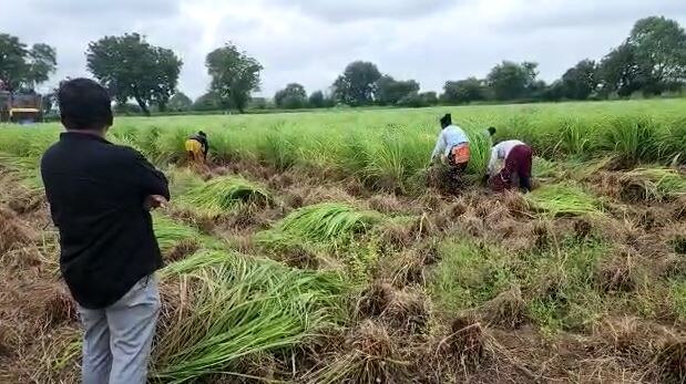 Nandurbar  Agriculture News :  पारंपारिक शेतीला फाटा देत 'गवती चहा'ची शेती, 250 एकरवर यशस्वी प्रयोग 