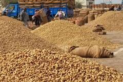 મગફળીની રજિસ્ટ્રેશનની આજથી પ્રક્રિયા શરૂ, જાણો રાજ્ય સરકાર કેટલા ભાવે કરશે ખરીદી?