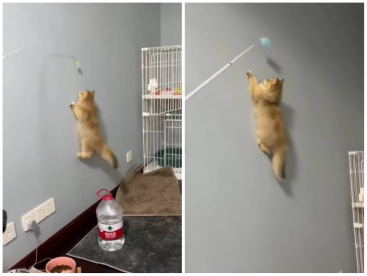 Users surprised to see a cat climbing on the wall like Spider-Man Video: खेलते-खेलते दीवार पर चढ़ गई बिल्ली, यूजर्स बोले- स्पाइडर कैट