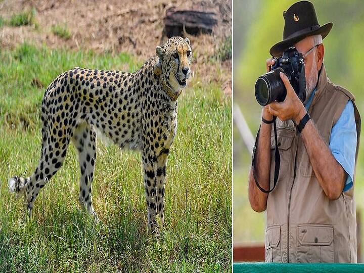 PM Narendra Modi said win the naming contest and be the first to see cheetah in MP ANN MP News: कूनो के चीतों को देखना चाहते हैं? पीएम मोदी ने दिया अनोखा ऑफर, बस करना होगा यह काम