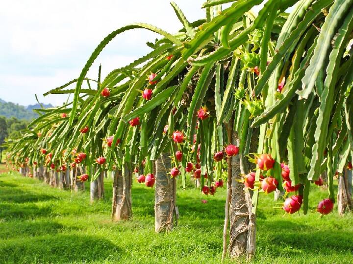 Subsidy Offer: मचान विधि से फलों की खेती करने पर मिलेंगे 70,000 रुपये, इस राज्य ने बढ़ा दी है अनुदान की राशि Haryana Government Offer 50,000 to 70,000 Subsidy on Fruits Cultivation with staking method Subsidy Offer: मचान विधि से फलों की खेती करने पर मिलेंगे 70,000 रुपये, इस राज्य ने बढ़ा दी है अनुदान की राशि