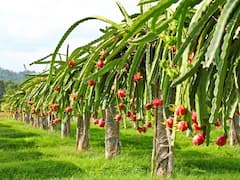 मचान विधि से फलों की खेती करने पर मिलेंगे 70,000 रुपये, इस राज्य ने बढ़ा दी है अनुदान की राशि