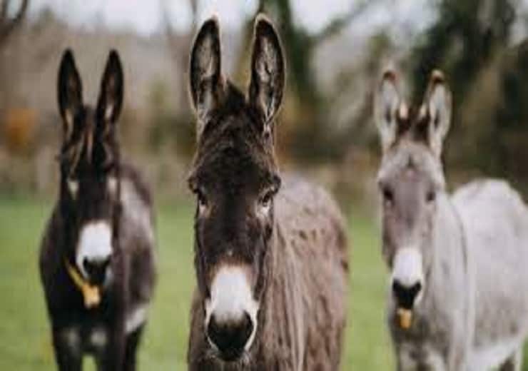 When fool people compared with  donkey reason gk fact Interesting Fact: जब किसी को कहते हैं मूर्ख तो क्यों की जाती है उसकी गधे से तुलना, जानिए कारण