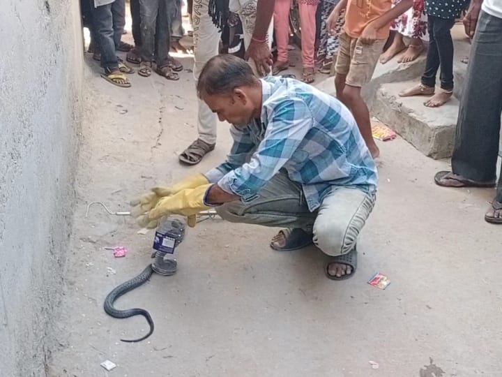 Jodhpur rescues poisonous snakes and gives them new life bitten 25 times ann Jodhpur News: जहरीले सांपों का रेस्क्यू कर उसे नया जीवन देता है ये जोधपुर का स्नेक लवर, 25 बार काट चुका है सांप