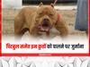 Kanpur News: कानपुर में अब पिटबुल, रॉटविलर को पालने पर लगा प्रतिबंध, पकड़े जाने पर मालिक को देना होगा 5 हजार का जुर्माना