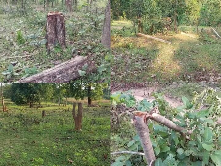 Balrampur News: बलरामपुर में वन विभाग की लापरवाही से हुआ बड़ा नुकसान, ग्रामीणों ने काट दिए 100 से अधिक पेड़ Balrampur Negligence of forest department Villagers cut more than 100 trees of Chhattisgarh ANN Balrampur News: बलरामपुर में वन विभाग की लापरवाही से हुआ बड़ा नुकसान, ग्रामीणों ने काट दिए 100 से अधिक पेड़