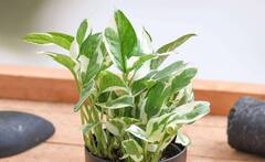 Vastu Tips For Money Plant: મની પ્લાન્ટ લગાવતી વખતે ન કરો આ ભૂલો, લાભને બદલે થશે નુકસાન