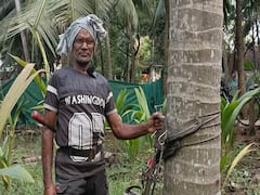 70 ఏళ్ల కుర్రాడు- చెట్టులెక్కగలడు- చిటారు కాయలు దించగలడు!