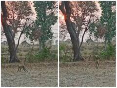 लंगूर से विनती करते नजर आए गांव वाले, वीडियो के अंत में लगाई गुलाटी