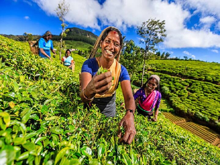Bihar Government Offer upto 25% subsidy for Tea Processing unit Subsidy Offer: चाय बढायेगी किसानों की आय, अब चाय पत्ती की प्रोसेसिंग के लिये 25% तक सब्सिडी दे रही है सरकार