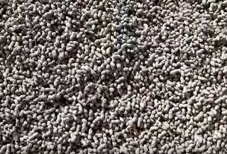 Groundnut: નવરાત્રીના પ્રથમ દિવસે જ ગોંડલ માર્કેટિંગ યાર્ડમાં મગફળીની થઈ પુષ્કળ આવક, જાણો કેટલો બોલાયો ભાવ