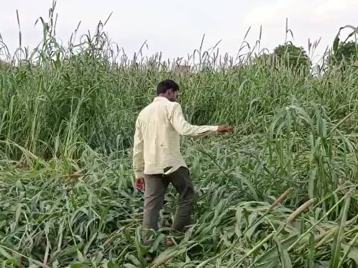 Firozabad News Bajra and carrot crop ruined after rain huge loss to farmers ANN Firozabad News: फिरोजाबाद में बारिश के बाद बाजरा और गाजर की फसल हुई बर्बाद, किसानों को भारी नुकसान