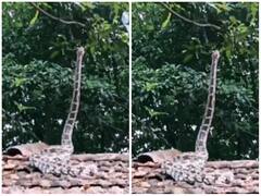 बिना किसी सहारे सीधे खड़ा हो गया सांप, आप भी देखिए रोंगटे खड़े कर देने वाला वीडियो