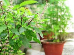 આ 4 પ્રકારના છોડના પાંદડા સ્વાસ્થ્ય માટે ઘણા ફાયદાઓ કરે છે. તેનો ઉપયોગ કેવી રીતે કરવો તે જાણો...