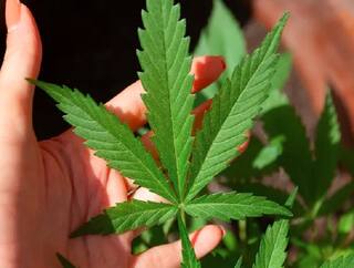 Kerala Ayurvedic Retreat Introduces Asias First Cannabis Based Treatment கஞ்சாப்பூ கண்ணாலன்னு பாடினா மட்டும் போதுமா? டஃப் கொடுக்கும் கேரள ஆயுர்வேத மருத்துவமனை