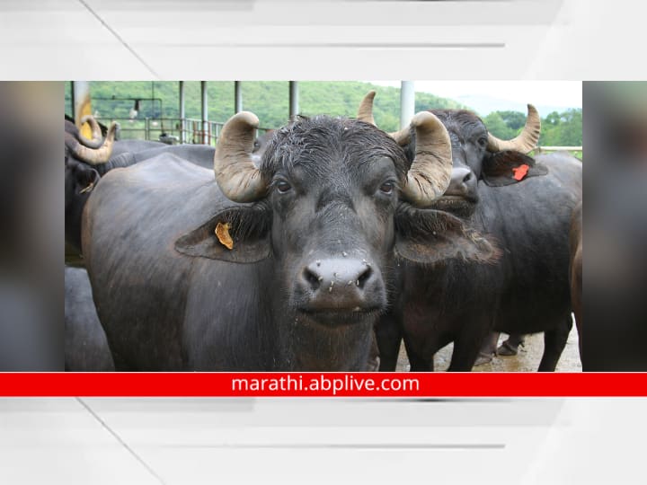 Freestyle brawl between two families over buffalo dung in pune Pune Crime News : पोपट, बकरी नंतर आता म्हशीच्या शेणावरुन दोन कुटुंबात फ्रीस्टाईल हाणामारी